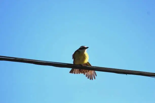 animalia fauna family Tyrannidae bird well te vi pitangus sulphuratus