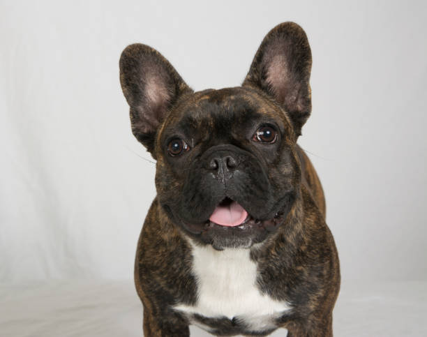 istock French Bulldog close up head shot 1286528401