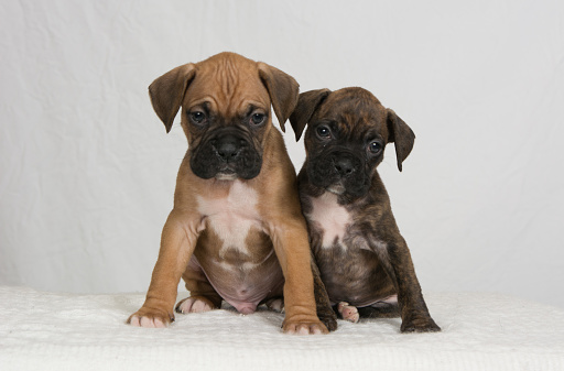 Two Boxer puppies on a white background looking at the camera