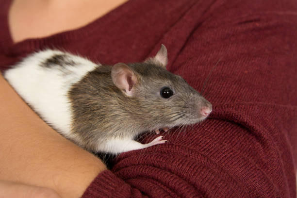 brown and white domestic pet rat being held - tame imagens e fotografias de stock