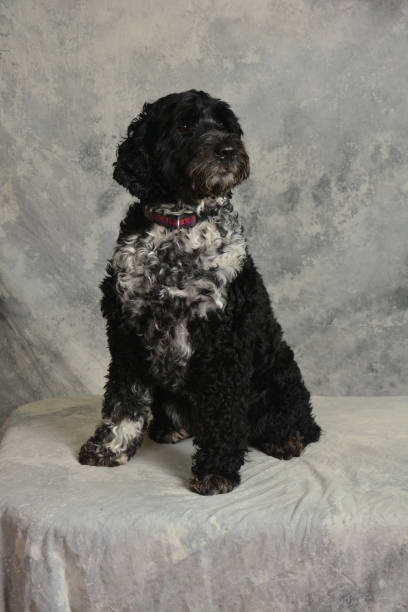 istock Portuguese Water Dog full length vertical 1286529316