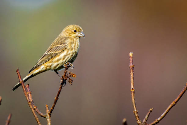 kiefernsiskin thront auf baumzweig - fichtenzeisig stock-fotos und bilder