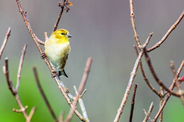 istock Goldfinch perched on tree branch winter colors 1286529592