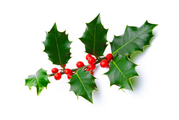 istock Sprig of a holly with red berries 1286530579
