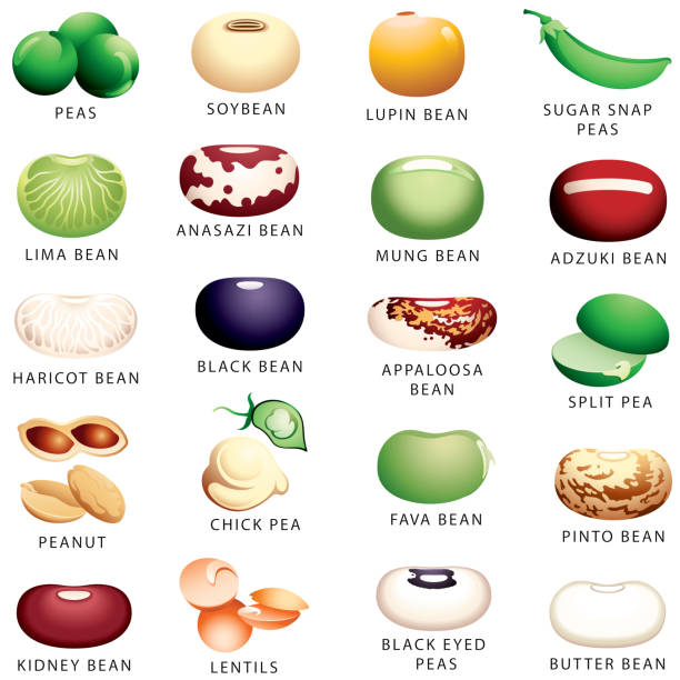ilustraciones, imágenes clip art, dibujos animados e iconos de stock de iconos de legumbres, legumbres, frijoles y guisantes - soybean fava bean broad bean bean
