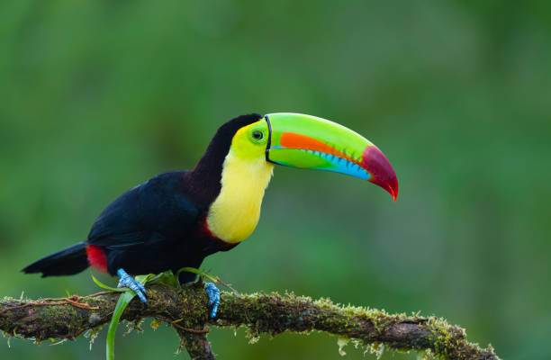 istock Keel-billed Toucan in the wild 1286530986