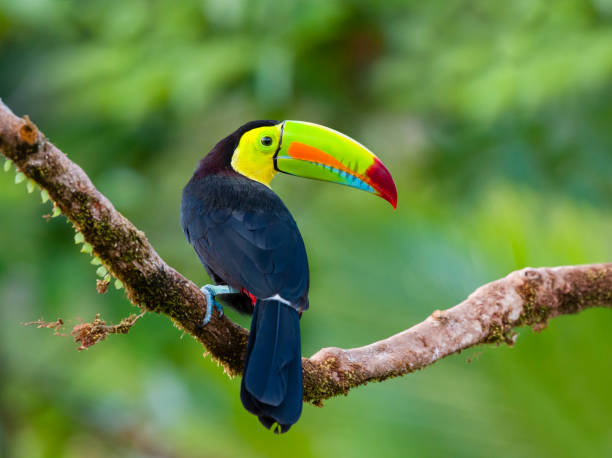 Keel-billed toucan, ramphastos sulfuratus. Beautiful multicolored bird in Central America.