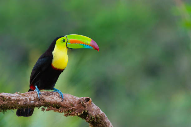istock Keel-billed Toucan in the wild 1286531054