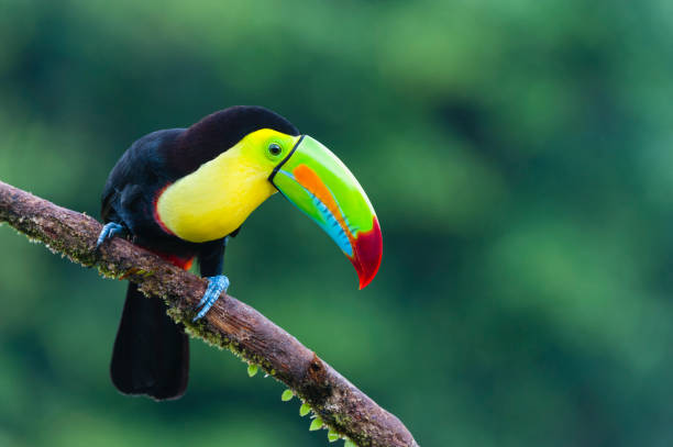 istock Keel-billed Toucan in the wild 1286531069