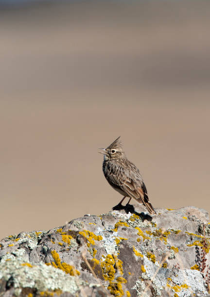 istock Kuifleeuwerik, Crested Lark, Galerida cristata 1286531867