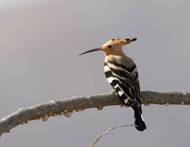 istock Eurasian Hoopoe, Hop, Upupa epops 1286531983