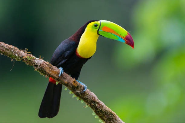 istock Keel-billed Toucan in the wild 1286531985