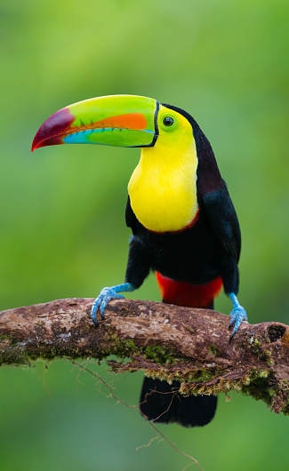 Keel-billed toucan, ramphastos sulfuratus. Beautiful multicolored bird in Central America.
