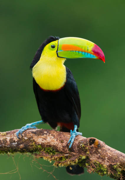 Keel-billed toucan, ramphastos sulfuratus. Beautiful multicolored bird in Central America.