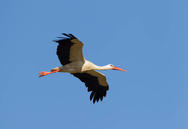 istock Stork, White Stork, Ciconia ciconia 1286532310