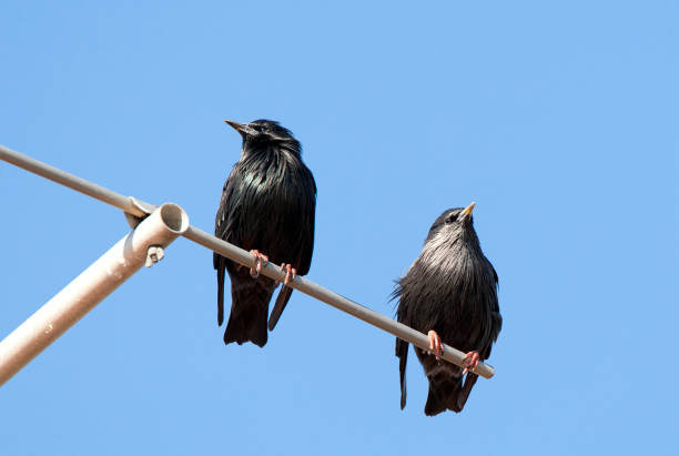 istock Zwarte Spreeuw, Spotless Starling perched together 1286532406