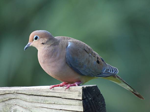 istock Mourning Dove (Zenaida macroura) resting on a wood post 1286533349