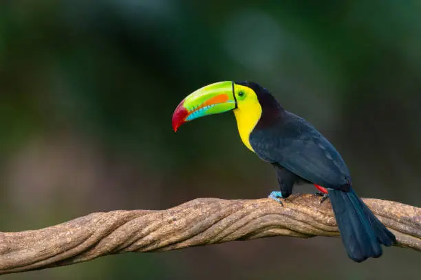 Keel-billed toucan, ramphastos sulfuratus. Beautiful multicolored bird in Central America.