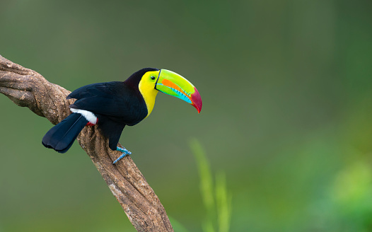 Keel-billed toucan, ramphastos sulfuratus. Beautiful multicolored bird in Central America.