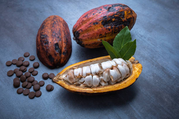 frutas de cacau abertas com pedaços de chocolate, fundo cinza. - cocoa cocoa bean chocolate brazil - fotografias e filmes do acervo