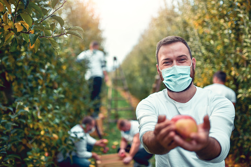Male Worker With Protective Mask Offers Freshly Harvested Apples In Orchard