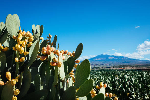Prickly pear cactus (Opuntia ficus-indica) Prickly pear cactus (Opuntia ficus-indica) Sicily Field fico d'india stock pictures, royalty-free photos & images