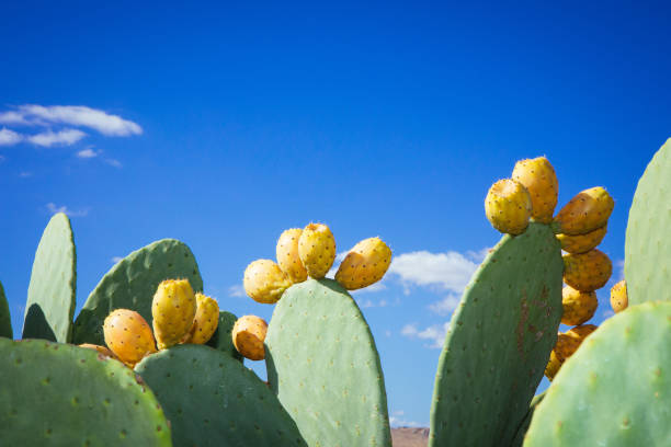 Prickly pear cactus (Opuntia ficus-indica) Prickly pear cactus (Opuntia ficus-indica) Sicily Field fico d'india stock pictures, royalty-free photos & images