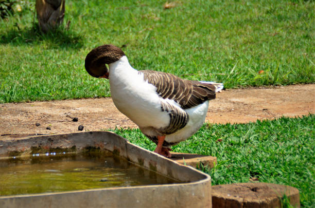A goose on grass in backyard