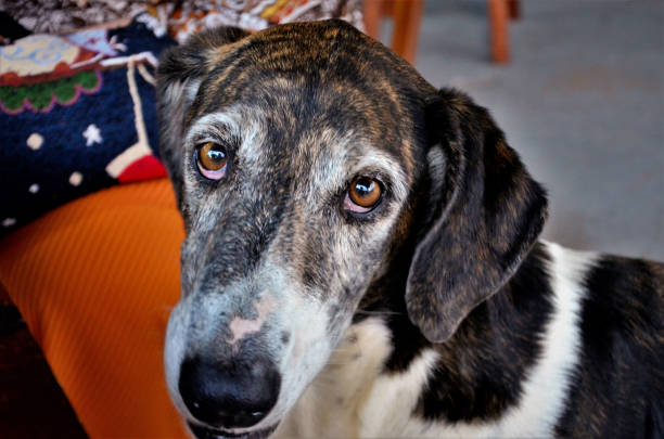 istock Look of a mutt dog 1286535232