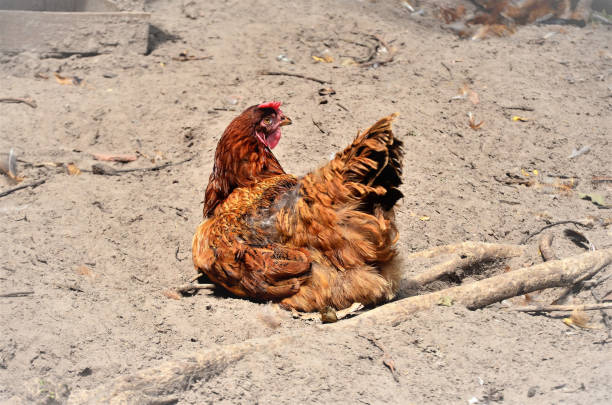 Gallus gallus domesticus in chicken coop in backyard