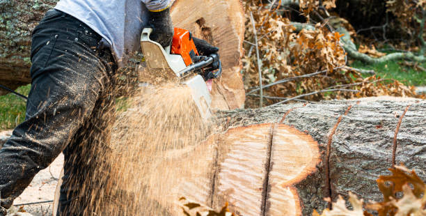istock Chainsaw being used to slice up a large tree trunk 1286535493