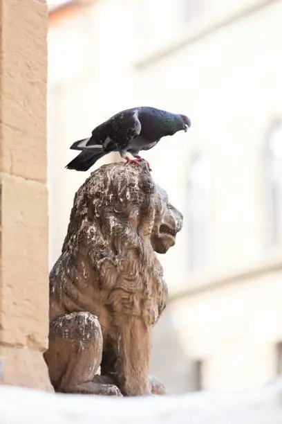 Photo of Problems with Pigeons' Concept