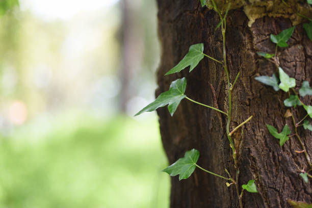 Natural textures background with climbing ivy and tree trunk