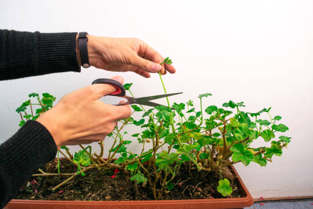 istock Plant care. Pruning geraniums for further lush flowering. 1286537081