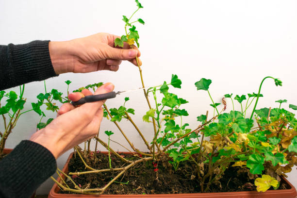 istock Plant care. Pruning geraniums for further lush flowering. 1286537082