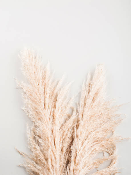 istock Trendy botanical background with pampas grass 1286538259