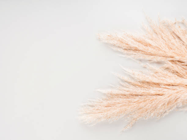 istock Trendy botanical background with pampas grass 1286538278