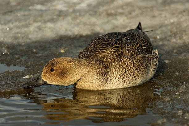 istock Birds of Japan 1286542865