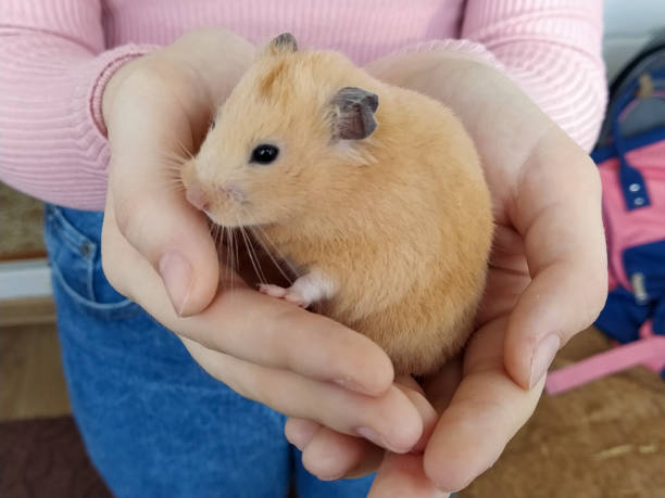 istock Girl holding a hamster in her arms 1286542940