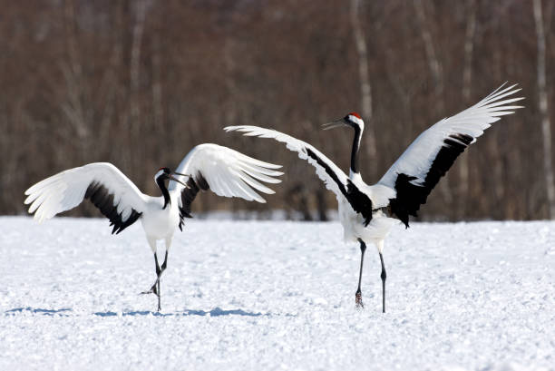 istock Red-crowned Crane displaying and dancing in the snow 1286543006