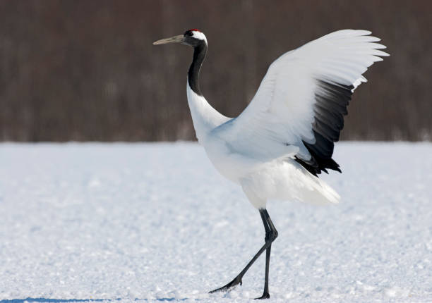 Red-crowned Crane displaying in the snow Red-crowned Crane displaying in the snow japanese crane stock pictures, royalty-free photos & images