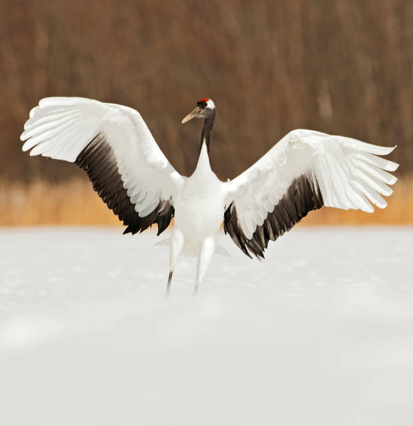istock Red-crowned Crane displaying in the snow 1286543224