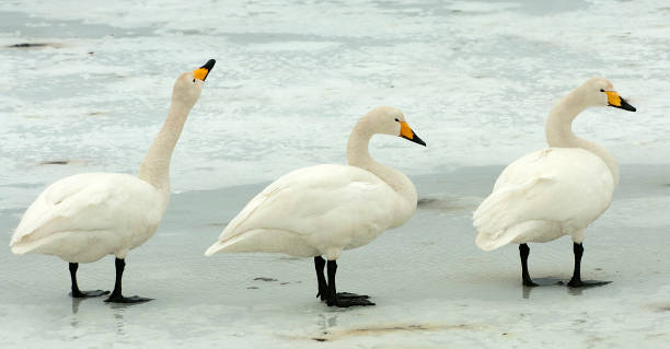 istock Birds of Japan 1286543683