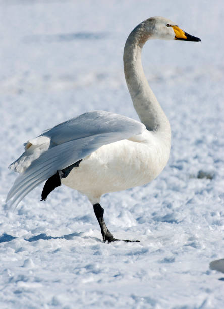 istock Birds of Japan 1286543888