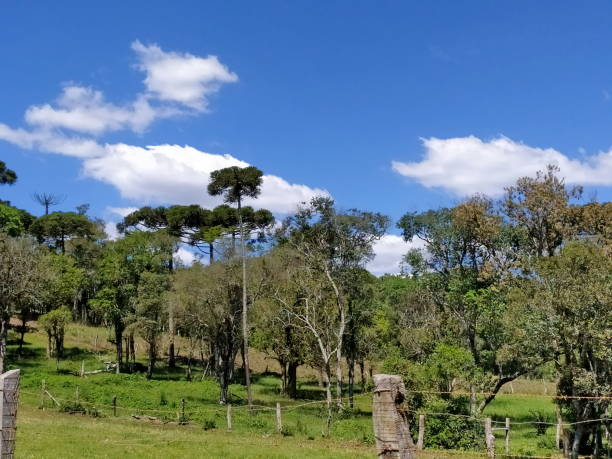 istock Santa Catarina rural landscapes 1286544683