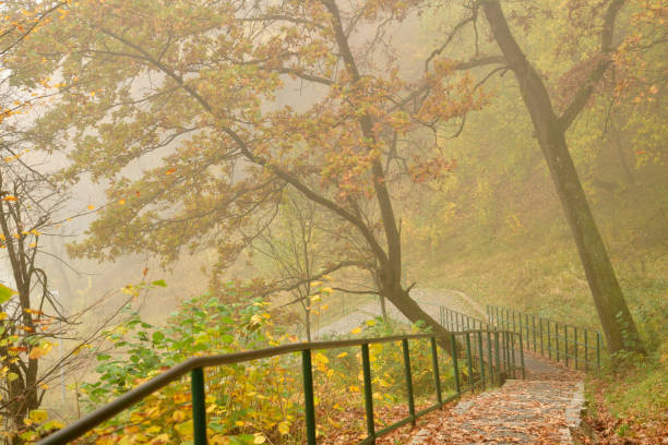 istock Colorful forest in the autumn fog in the forest path 1286544748