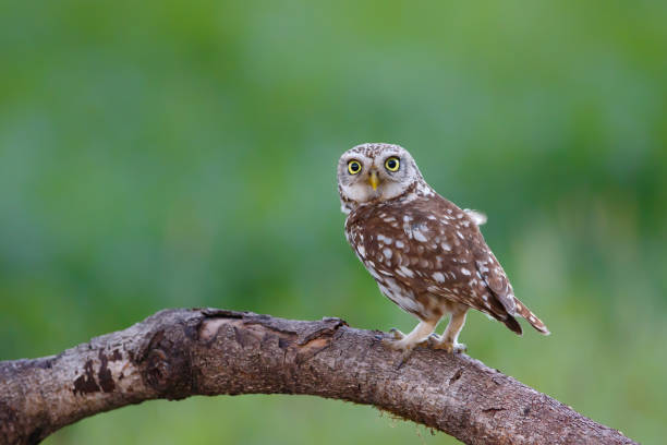 istock Little owl in the meadows 1286546033