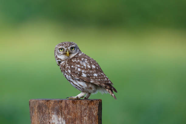 istock Little owl in the meadows 1286546074