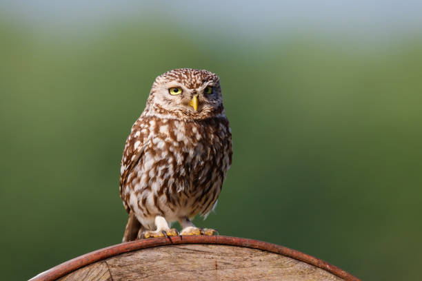 istock Little owl in the meadows 1286546137