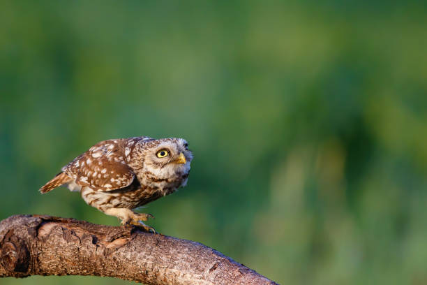 istock Little owl in the meadows 1286546149